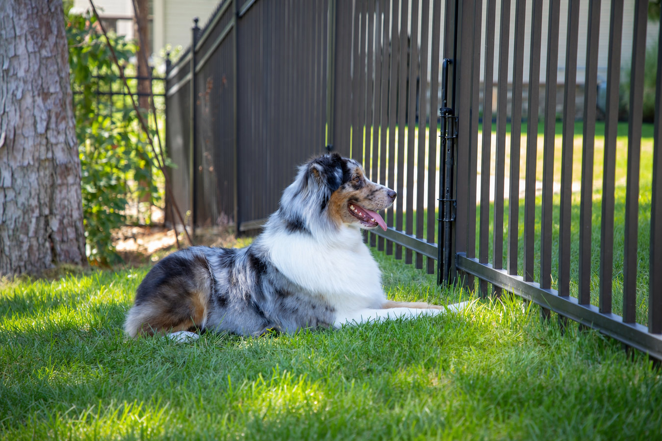 Pet and dog fencing